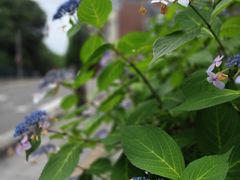 -北海道厅旧本厅舍(旧本庁舎)