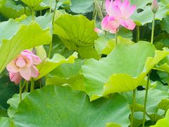 -梁鸿国家湿地公园