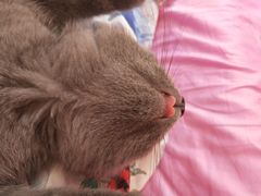 -宠爱多约克夏马尔济斯泰迪小型犬专卖