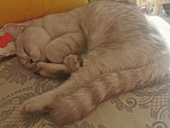 -猫大福·Fortune Cat猫舍(百子湾店)