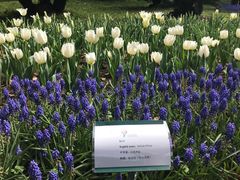 -上海鲜花港