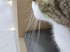 -喵园·猫主题咖啡厅·撸猫·猫咖(国贸店)