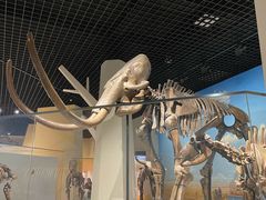 -国家自然博物馆