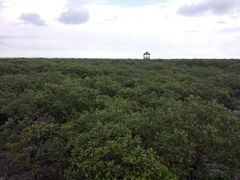android_upload_pic-北海金海湾红树林生态旅游区