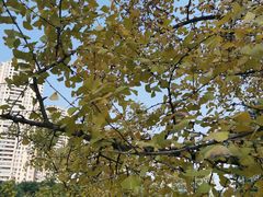 -重庆市江北嘴中央商务区中央公园