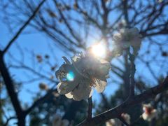 -香雪海