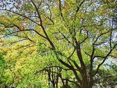 -上海交通大学医学院附属瑞金医院(总院)
