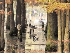 -白鹭湾湿地公园