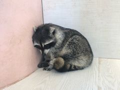 -浣熊柯尔鸭土拨鼠·电玩咖