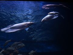 -成都浩海立方海洋公园