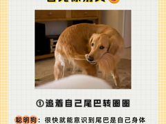 -翊宠yipet猫狗购宠庄园