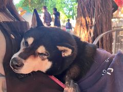 -柴犬高等学院·狗咖·柴犬售卖·宠物训练