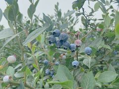 -金谷域澳洲庄园