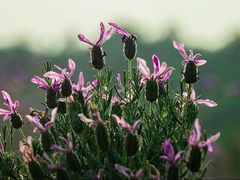 -大塘金香草谷
