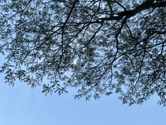 -深圳市中科院仙湖植物园