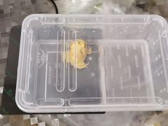 -酷以爬仙阁实体爬宠店·守宫·蜥蜴·专业繁育