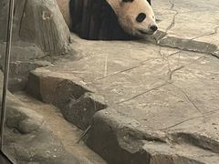 -武汉动物园