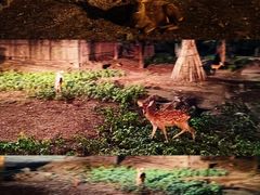 -清迈夜间动物园