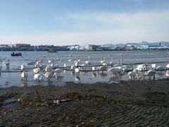 -烟墩角天鹅湖