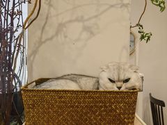 -有猫主题·治愈系猫咖(曾厝垵店)