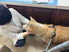 -美联众合动物医院·24h转诊中心
