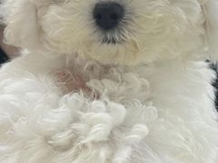 -萌宠之家·腊肠犬·马尔泰·小体犬舍