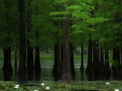 -白鹭湾湿地公园