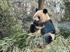 -中国大熊猫保护研究中心雅安碧峰峡基地