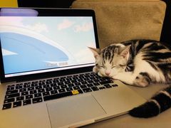 -猫大福·Fortune Cat猫舍(百子湾店)