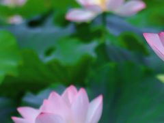 -白鹭湾湿地公园