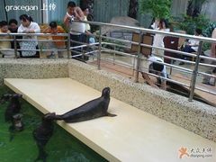 来张浮出水面的小海豹-绿色时代大酒店