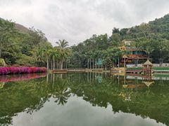 -西双版纳原始森林公园