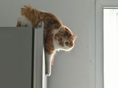 -瑞鹏宠物医院·爱宠堂·骨外专科(西荷分院)