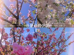 -顾村公园