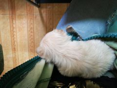 -佳怡动物医院·平价24小时·猫专科骨外科