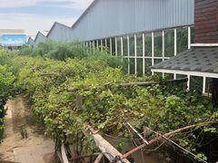 -北京呀路古热带植物园