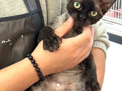 -翊宠yipet猫狗购宠庄园犬舍•猫舍