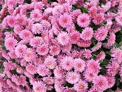 -中国天府农业博览园