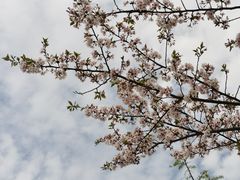 -新江湾城公园