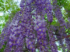 -嘉定紫藤园