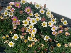-大芬美术馆