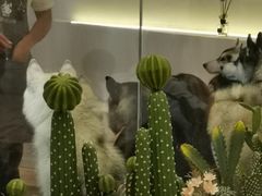 -Husky Go! 哈士奇体验馆·宠物咖啡厅狗咖