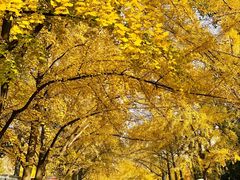 -三里屯东五街银杏大道