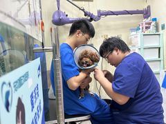 -宠物星动物医院·眼科·异宠·猫科(江南大道总院)