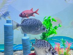 -烟台海昌鲸鲨海洋公园