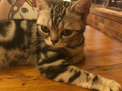 -more than meow吴止猫主题餐厅(承德 中船汇店)