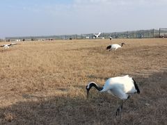 -盐城丹顶鹤湿地生态旅游区