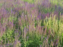 -永定河休闲森林公园