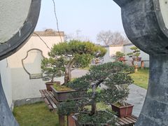 -扬州大运河文化旅游度假区·盆景园