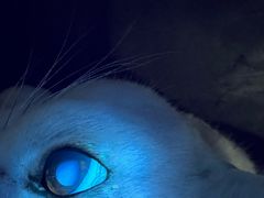 -四月宠物医院·猫专科·心脏专科·内科(转塘店)